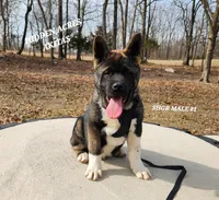 SHGR MALE #1, a male Akita for sale in Mountain Grove, MO – Photo 4 of 9