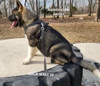 SHGR MALE #1, a male Akita for sale in Mountain Grove, MO – Photo 8 of 9