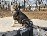SHGR MALE #1, a male Akita for sale in Mountain Grove, MO – Photo 6 of 9