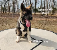 SHGR MALE #1, a male Akita for sale in Mountain Grove, MO – Photo 5 of 9