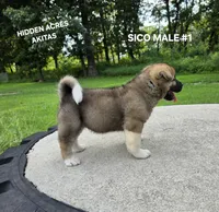 SICO MALE #1, a male Akita for sale in Mountain Grove, MO – 7 of 10