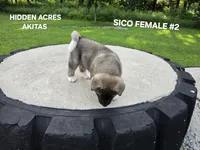 SICO FEMALE #2, a female Akita for sale in Mountain Grove, MO – 6 of 10