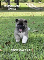 STCO MALE #3, a male Akita for sale in Mountain Grove, MO – 9 of 10