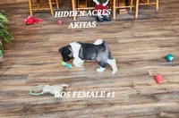 processed/953e0be9-7a00-4bd9-a611-fccafe97a5b7/listing/c118fe4c-6822-4cb4-9258-2a6aade3c7f9/764bd104-2227-4d17-95b3-46f4d8b14fcf