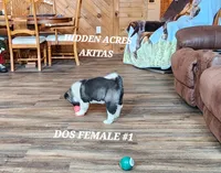 processed/953e0be9-7a00-4bd9-a611-fccafe97a5b7/listing/c118fe4c-6822-4cb4-9258-2a6aade3c7f9/95cd35e8-f78a-4d47-bb9e-7ed3300cbd98