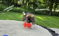 SICO FEMALE #1, a female Akita for sale in Mountain Grove, MO – 6 of 10