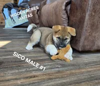 SICO MALE #1, a male Akita for sale in Mountain Grove, MO – 5 of 10