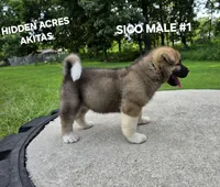 SICO MALE #1, a male Akita for sale in Mountain Grove, MO – 5 of 10