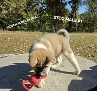STCO MALE #1, a male Akita for sale in Mountain Grove, MO – 5 of 10