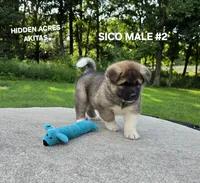 SICO MALE #2, a male Akita for sale in Mountain Grove, MO – 10 of 10