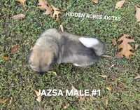 JAZSA MALE #1, a male Akita for sale in Mountain Grove, MO – 4 of 10