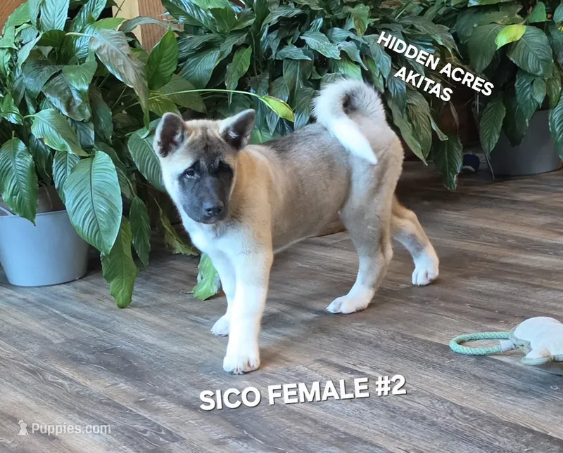 SICO FEMALE #2 – Akita puppy for sale in Mountain Grove, MO