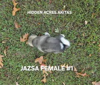 JAZSA FEMALE #1, a female Akita for sale in Mountain Grove, MO – 7 of 10