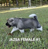 JAZSA FEMALE #1, a female Akita for sale in Mountain Grove, MO – 5 of 10