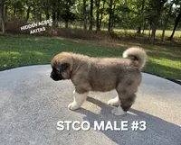 STCO MALE #3, a male Akita for sale in Mountain Grove, MO – 10 of 10