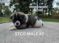 STCO MALE #2, a male Akita for sale in Mountain Grove, MO – 5 of 10