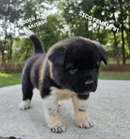 STCO FEMALE #1, a female Akita for sale in Mountain Grove, MO – 3 of 10