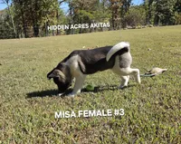 MISA FEMALE #3, a female Akita for sale in Mountain Grove, MO – 2 of 10
