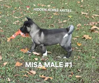 MISA NALE #1, a male Akita for sale in Mountain Grove, MO – 4 of 9