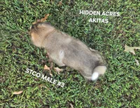 STCO MALE #3, a male Akita for sale in Mountain Grove, MO – 7 of 10