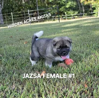 JAZSA FEMALE #1, a female Akita for sale in Mountain Grove, MO – 1 of 10