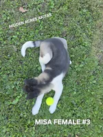 MISA FEMALE #3, a female Akita for sale in Mountain Grove, MO – 8 of 10