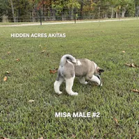 MISA MALE #2, a male Akita for sale in Mountain Grove, MO – 5 of 10