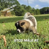 STCO MALE #2, a male Akita for sale in Mountain Grove, MO – 10 of 10