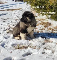 JS MALE #2, a male Akita for sale in Mountain Grove, MO – Photo 4 of 10