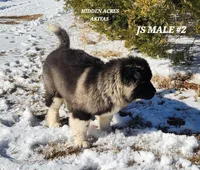 JS MALE #2, a male Akita for sale in Mountain Grove, MO – Photo 3 of 10