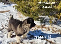 JS MALE #2, a male Akita for sale in Mountain Grove, MO – Photo 2 of 10