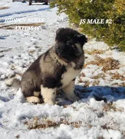 JS MALE #2, a male Akita for sale in Mountain Grove, MO – Photo 7 of 10