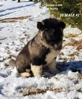 JS MALE #2, a male Akita for sale in Mountain Grove, MO – Photo 1 of 10