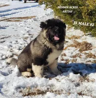JS MALE #2, a male Akita for sale in Mountain Grove, MO – Photo 9 of 10