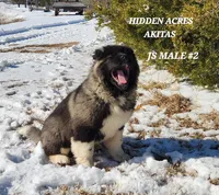 JS MALE #2, a male Akita for sale in Mountain Grove, MO – Photo 8 of 10