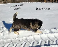 JS MALE #2, a male Akita for sale in Mountain Grove, MO – Photo 10 of 10