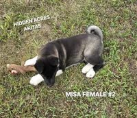MISA FEMALE #2, a female Akita for sale in Mountain Grove, MO – 9 of 10