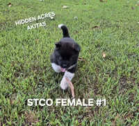 STCO FEMALE #1, a female Akita for sale in Mountain Grove, MO – 6 of 10