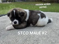 STCO MALE #2, a male Akita for sale in Mountain Grove, MO – 7 of 10