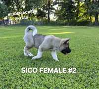 SICO FEMALE #2, a female Akita for sale in Mountain Grove, MO – 10 of 10