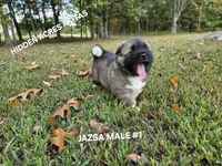 JAZSA MALE #1, a male Akita for sale in Mountain Grove, MO – 6 of 10