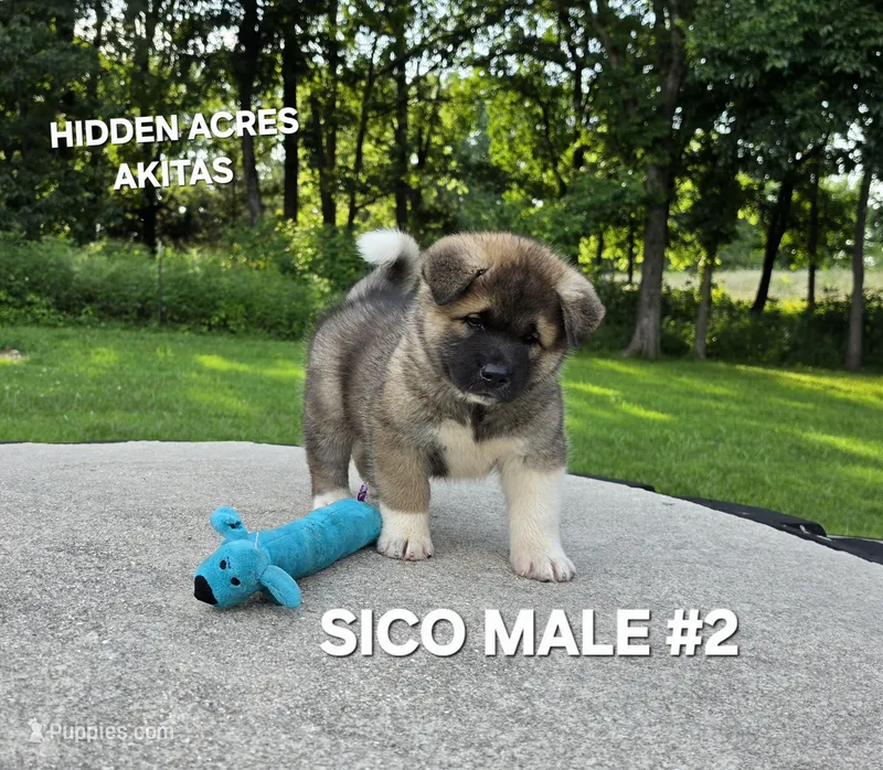 SICO MALE #2 – Akita puppy for sale in Mountain Grove, MO