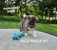 SICO MALE #2, a male Akita for sale in Mountain Grove, MO – 1 of 10