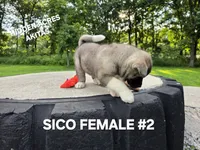 SICO FEMALE #2, a female Akita for sale in Mountain Grove, MO – 8 of 10