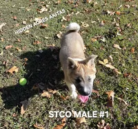 STCO MALE #1, a male Akita for sale in Mountain Grove, MO – 8 of 10