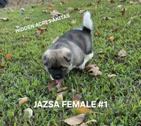 JAZSA FEMALE #1, a female Akita for sale in Mountain Grove, MO – 8 of 10