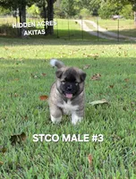 STCO MALE #3, a male Akita for sale in Mountain Grove, MO – 8 of 10