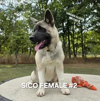 SICO FEMALE #2, a female Akita for sale in Mountain Grove, MO – 9 of 10