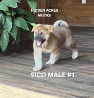 SICO MALE #1, a male Akita for sale in Mountain Grove, MO – 8 of 10