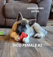 SICO FEMALE #2, a female Akita for sale in Mountain Grove, MO – 2 of 10